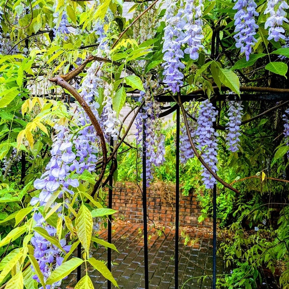 Meet your Posher, Cheryl - Picture 1 of 1